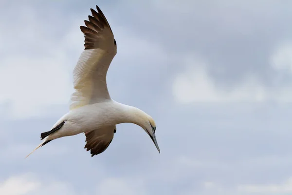 Kuzey Denizi Üzerinde Uçan Sümsük Kuşları — Stok fotoğraf