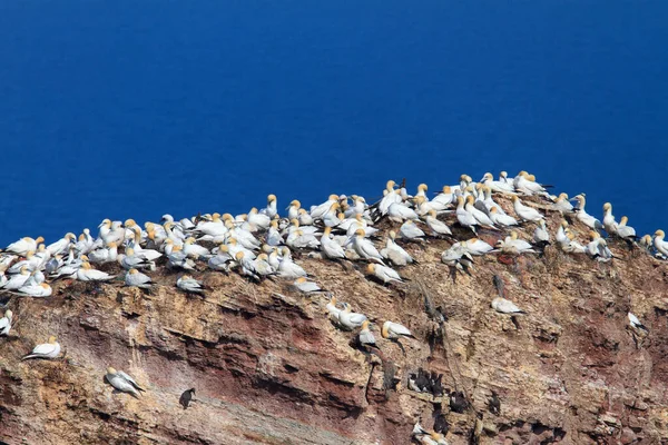 Kuzey Denizi Açıklarındaki Kayalıklarda Genç Kuşlar Gulyabaniler Olan Büyük Bir — Stok fotoğraf