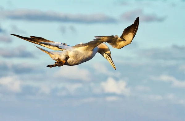 Kuzey Denizi Üzerinde Uçan Sümsük Kuşu — Stok fotoğraf