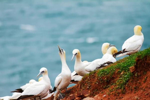 Gannet Kolonie Der Nordsee Auf Helgoland — Stockfoto