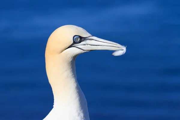 Jolie Ganière Avec Plume Extrémité Bec — Photo