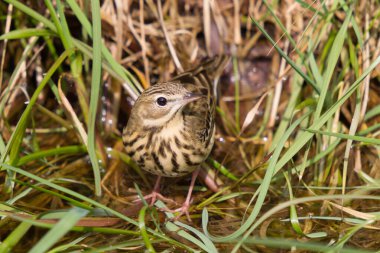 Ağaç çekirdekleri, bir orman göletine su içmeye gider.