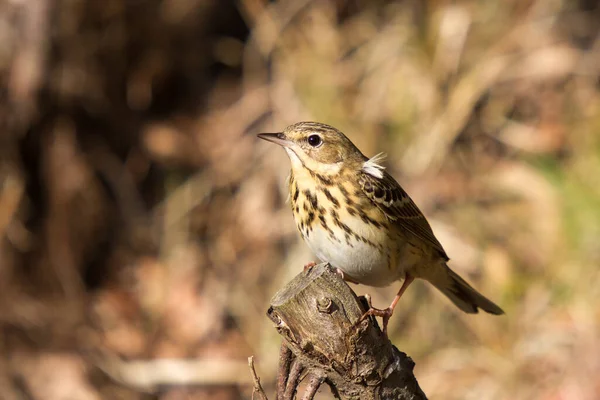 Ormandaki oturma odasında güzel bir çukur.