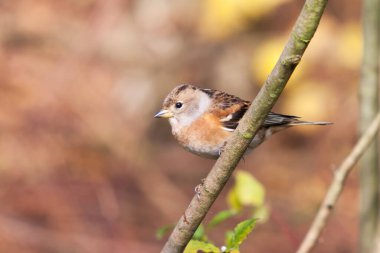 Dağ ispinozu bir ormanın kenarında oturuyor.