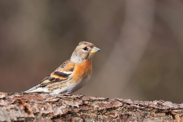 Ölü bir ağaç gövdesindeki dağ ispinozu.