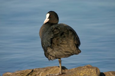 Coot kıyıda bir bacağı üzerinde rahat durur ve güneşlenir.