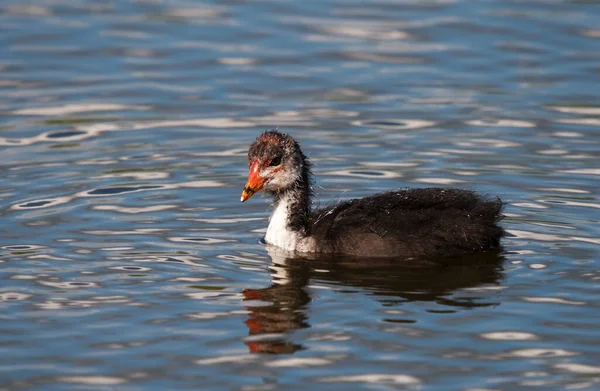 Joven Coot Nadando Lago Norte Alemania —  Fotos de Stock