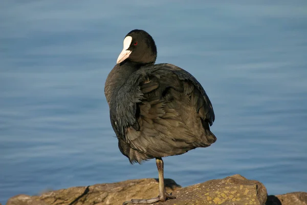 Coot Stands Relaxed One Leg Shore Basks — Stock Photo, Image