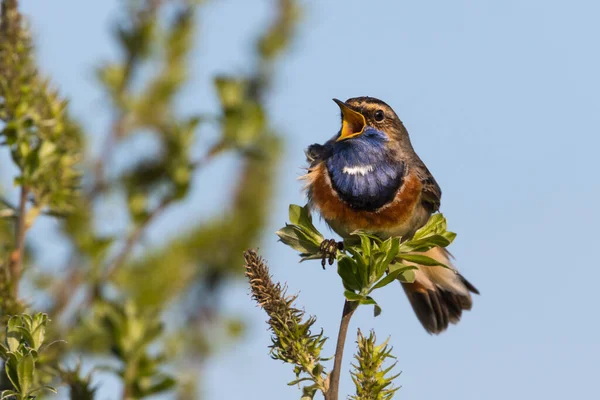 Dal üzerinde Bluethroat söylemek