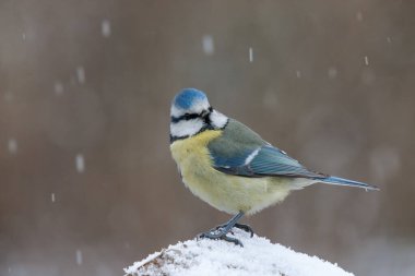 Blue tit in the snowfall