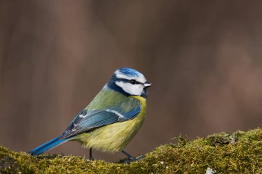 Blue tit sitting on a pile of moss
