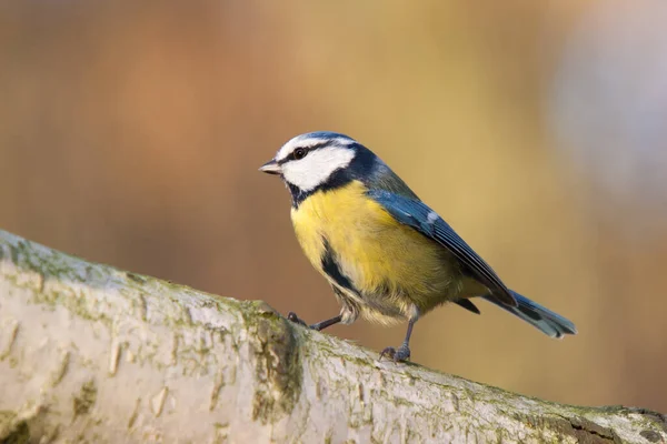 Blue Tit Birch Trunk — ストック写真