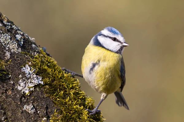 Blue Tit Tree Trunk Moss Lichen — ストック写真