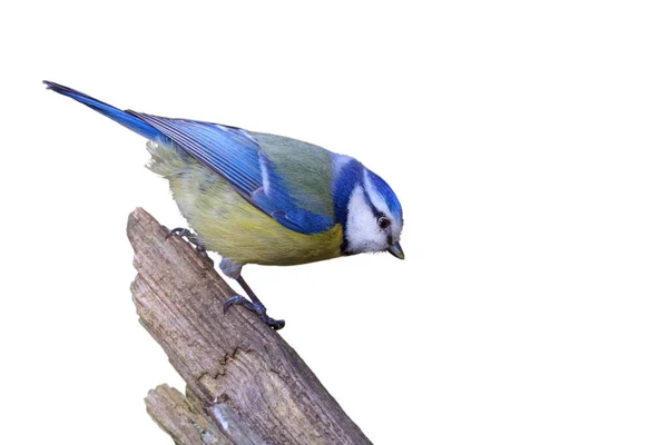 A pretty blue tit against a white background