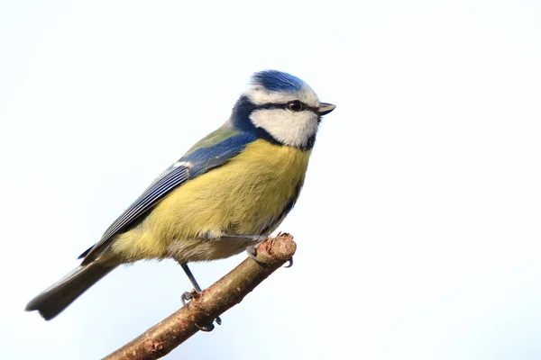 Blue Tit Twig Beautifully Exposed Light Background — Stok fotoğraf