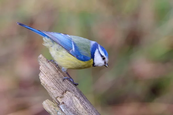 Blue Tit Deadwood Interesting Pose — Stok fotoğraf