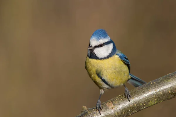 Ziemlich Aufmerksame Meise Auf Einem Weidenzweig — Stockfoto