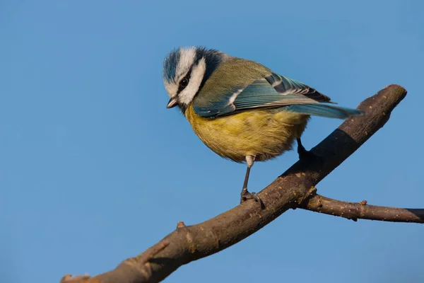 Blaumeise Sichtposition Auf Ast — Stockfoto