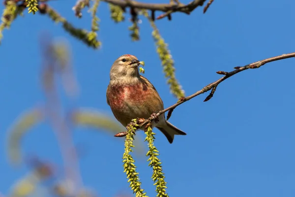 Linnet Gosta Primavera Salgueiro Quebrado — Fotografia de Stock