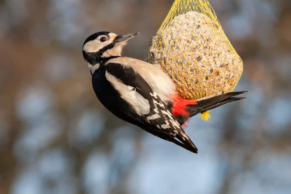 Woodpecker eats from the giant tit dumpling