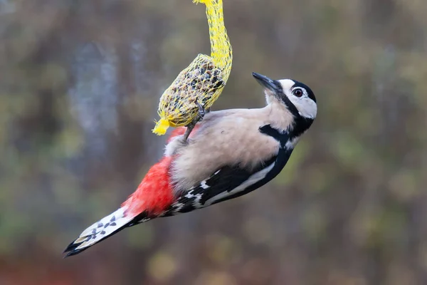 Woodpecker Hanging Tit Dumpling — ストック写真