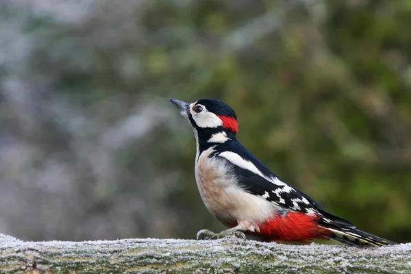 Picchio Inverno Tronco Quercia Con Gelo — Foto Stock