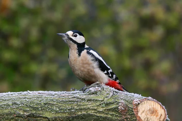 Picchio Tronco Quercia Appena Segato Con Tempo Gelido — Foto Stock