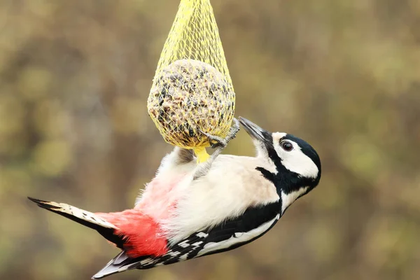 Woodpecker Tit Dumpling — Fotografia de Stock