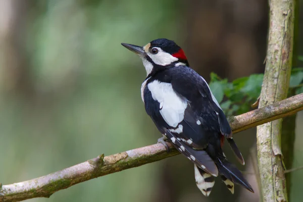 Pretty Woodpecker Branch Forest — Stock Photo, Image