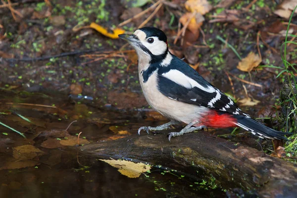 水泳の直前に天然林の池でキツツキ — ストック写真