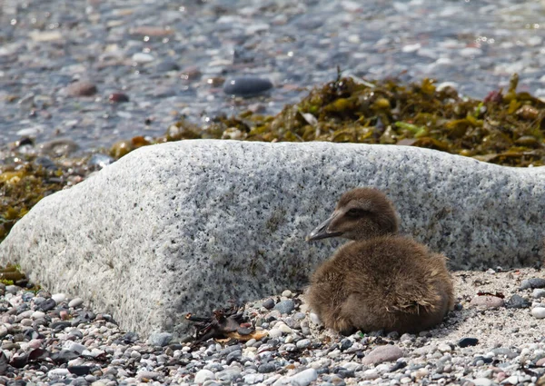Genç Ördek Kayanın Arkasına Sığınıyor — Stok fotoğraf