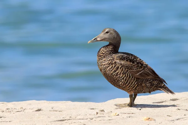 Eider Canard Sur Île Helgoland Mer Nord — Photo