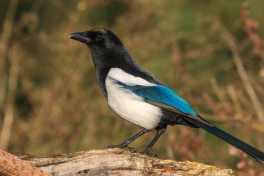 Ağaç gövdesinde kurnaz ve dikkatli bir saksağan