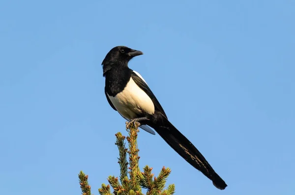Magpie Sits Isolated Front Blue Sky Top Fir Tree — Stock Photo, Image