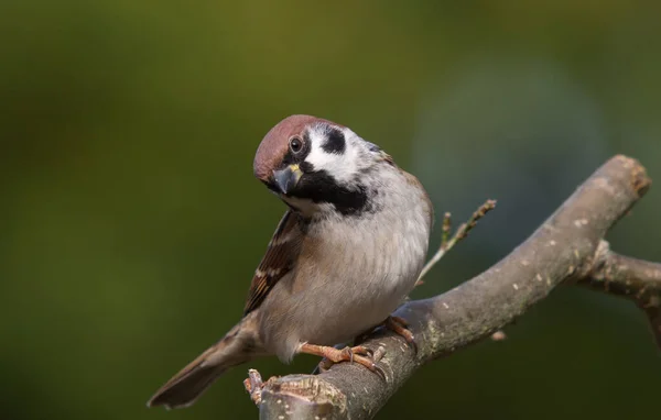 枝の上に座って歯を食いしばって野の雀 — ストック写真