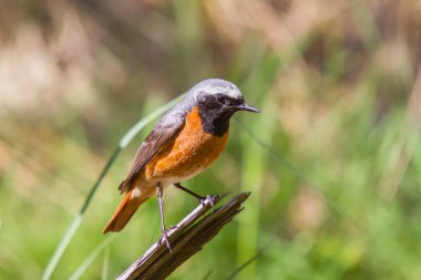 Redstart in a clearing in the forest clipart