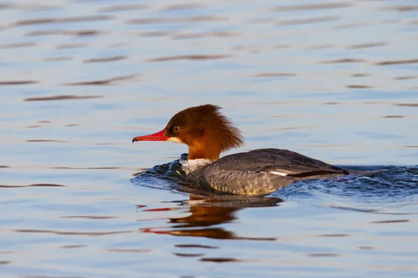 Goosander Femelle Nageant Sur Lac Intérieur Hiver Poussant Vague Proue — Photo