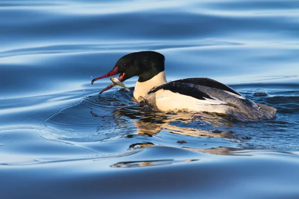 Merganser Común Atrapa Ruffe Eurasiático —  Fotos de Stock