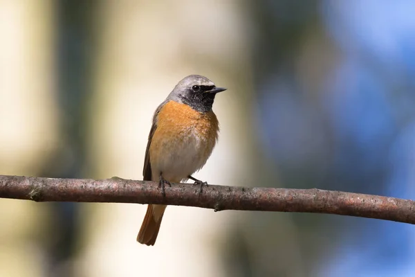 Redstart Colored Background Branch Forest Clearing — Stock Photo, Image