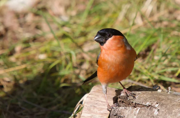 Samec Bullfinch Kmeni Stromu Břehu Rybníka — Stock fotografie