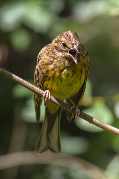 Strong Yellowhammer Sings Branch Edge Forest — Stock Photo, Image