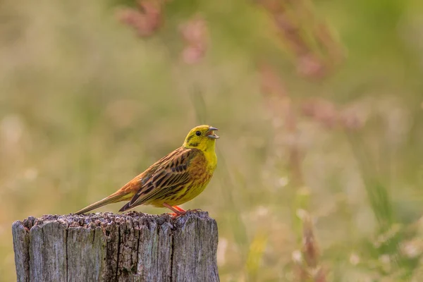 Yellowhammer Chantant Sur Poteau Clôture Bois — Photo