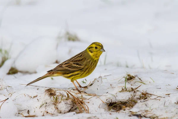 Sarı çekiç karda oturuyor.
