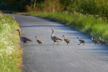 Gri kazlardan oluşan bir aile, doğal koruma alanından geçen bir bisiklet yolundan geçer.