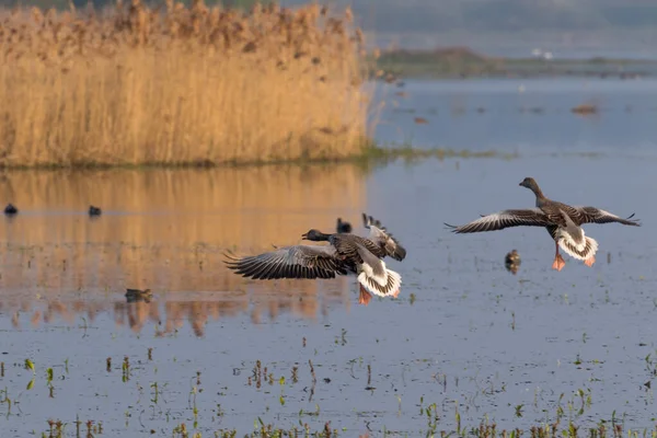 Greylag Kazları Steinhuder Gölü Ndeki Yapay Kuş Biyopsilerine Uçarlar — Stok fotoğraf