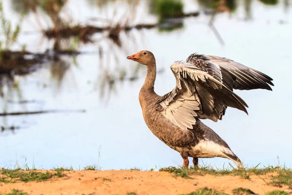 Greylag goose loosens its wings on a bank with sand