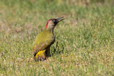 Bahçede karınca arayan yeşil ağaçkakan, bu yüzden sık sık ağaçkakan denir.