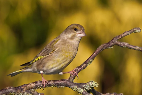 Chardonneret Vert Est Assis Sur Une Branche Printemps — Photo