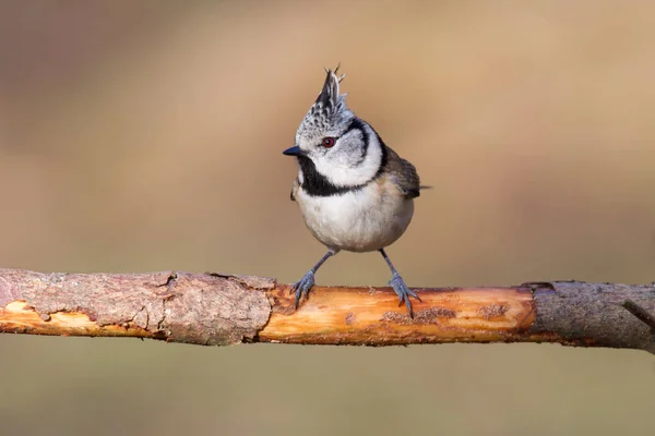 Crested Tit Dry Branch Fir Tree — ストック写真