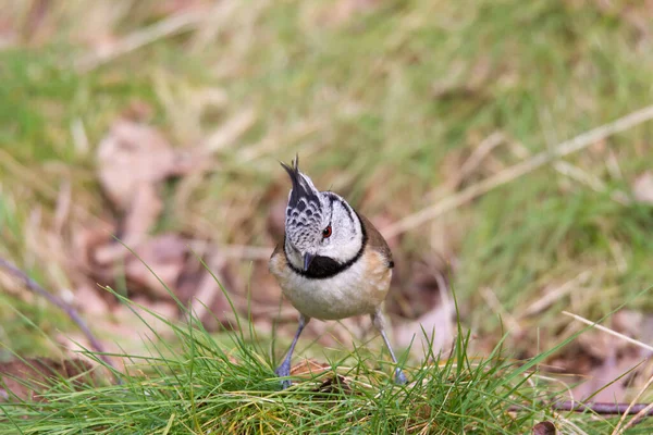 Kammmeise Auf Grashügel Frontalsicht Auf Waldlichtung — Stockfoto